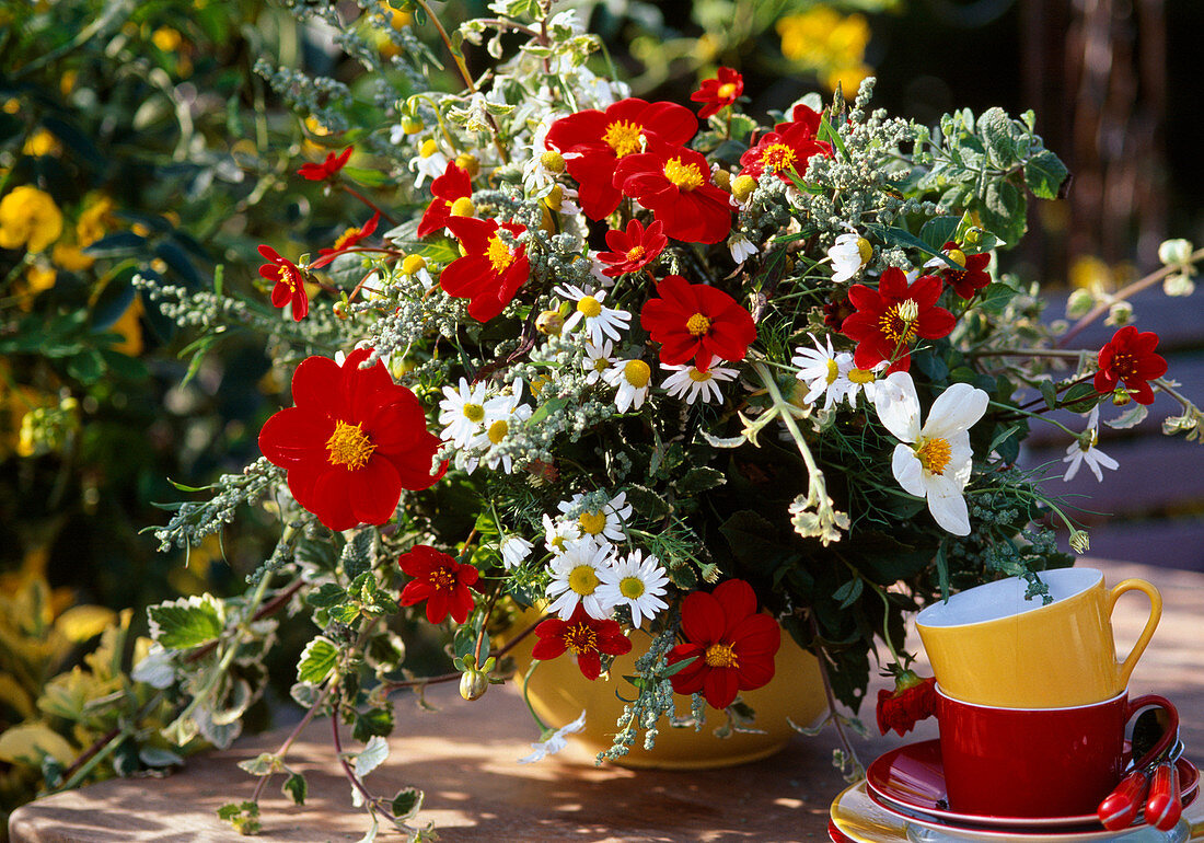 Late summer bouquet of Dahlia (dahlias), Matricaria