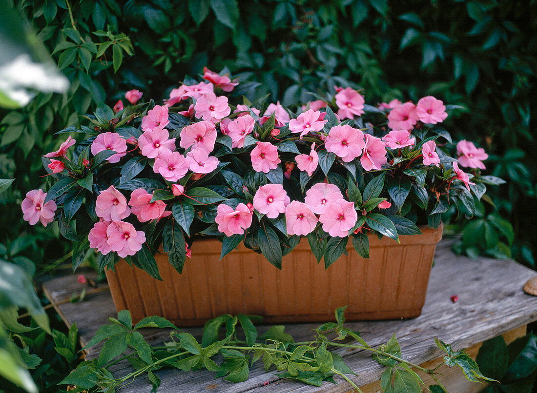 Impatiens New Guinea hybrid