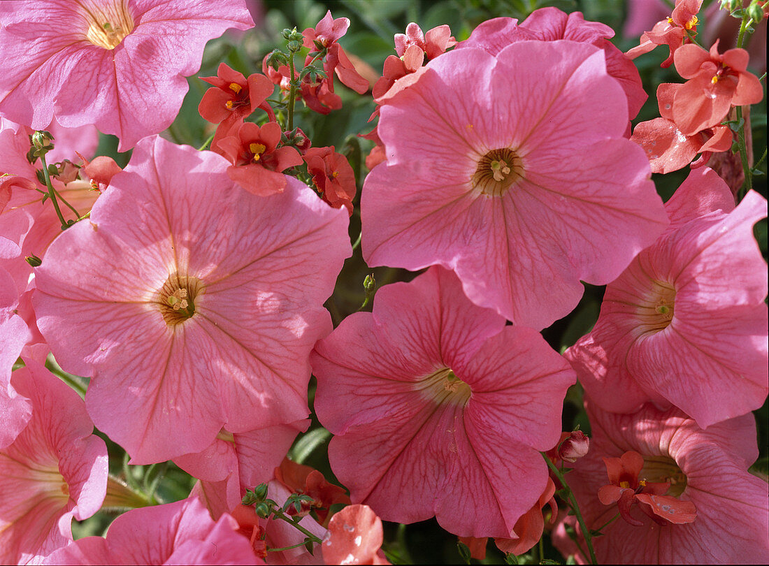 Petunia x atkinsiana 'Salmon Wave'