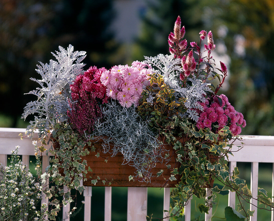 Senecio, Calocephalus, Chrysanthemum indicum, Hedera, Erika