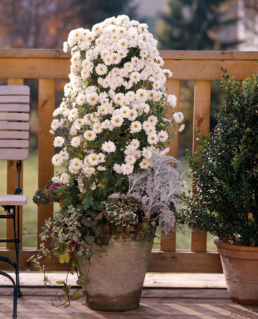 Abgeblühte Sommerblumen sind gegen Herbstchrysanthemen