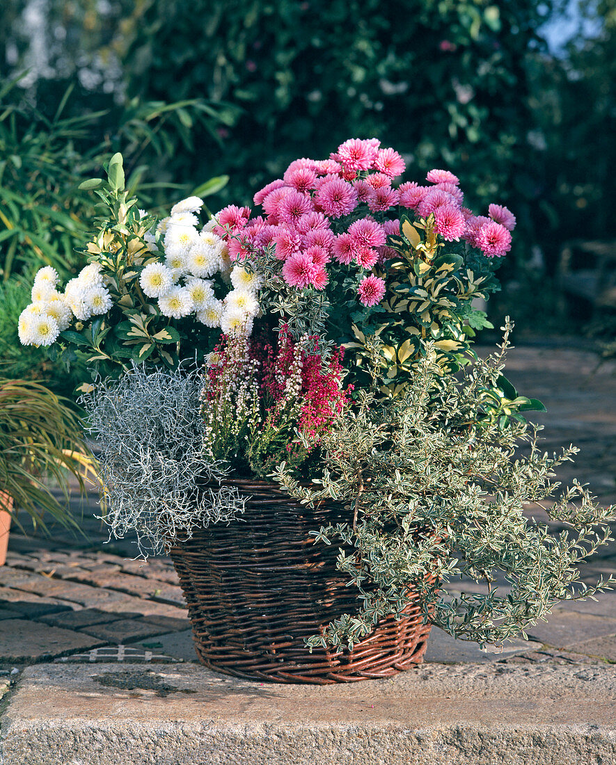 Chrysanthemum 'White Bouquet'