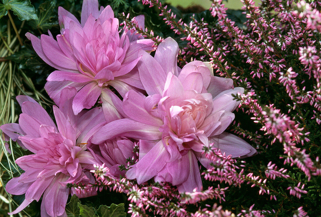 Colchicum autumnale 'Waterlily'