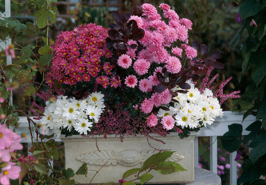 Chrysanthemum indicum (Herbstchrysanthemen), Cotinus