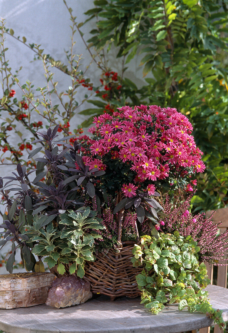 Dendranthema indicum, Salvia officinalis 'Purpurascens'