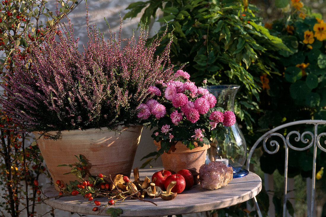 Calluna vulgaris, Dendranthema indicum (Chrysanthemum)