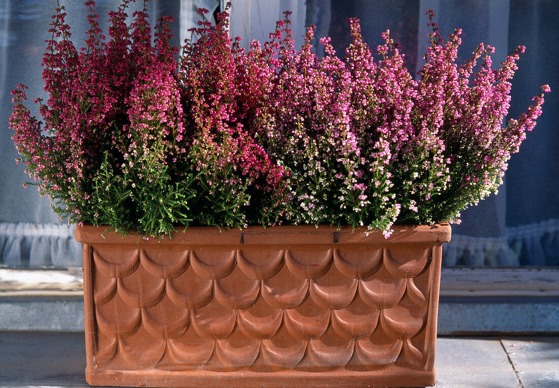 Erica gracilis in terracotta box with scale pattern