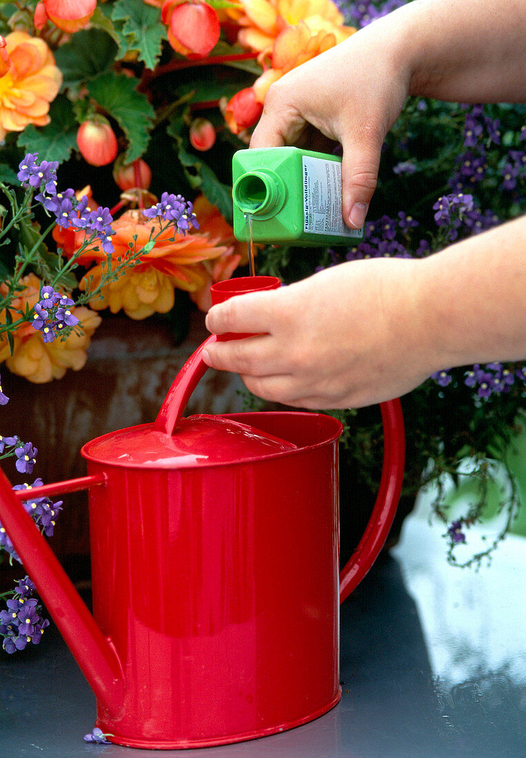 Fertilize balcony flowers regularly