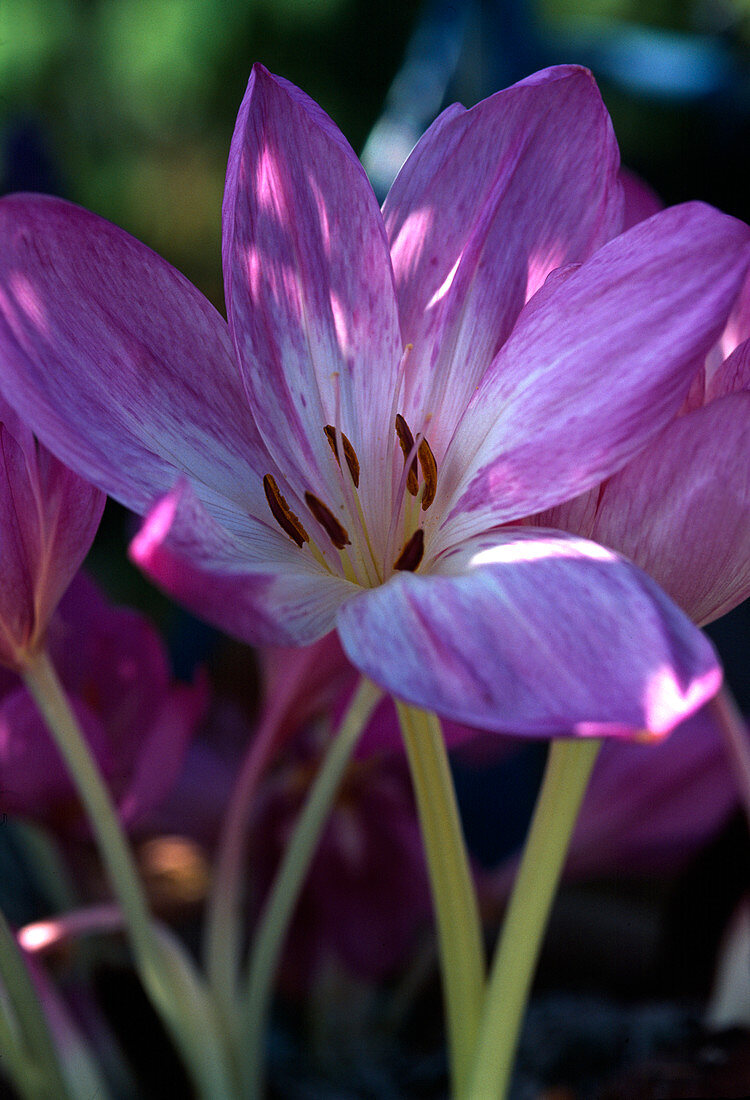 Colchicum cilicicum (Herbstzeitlose)