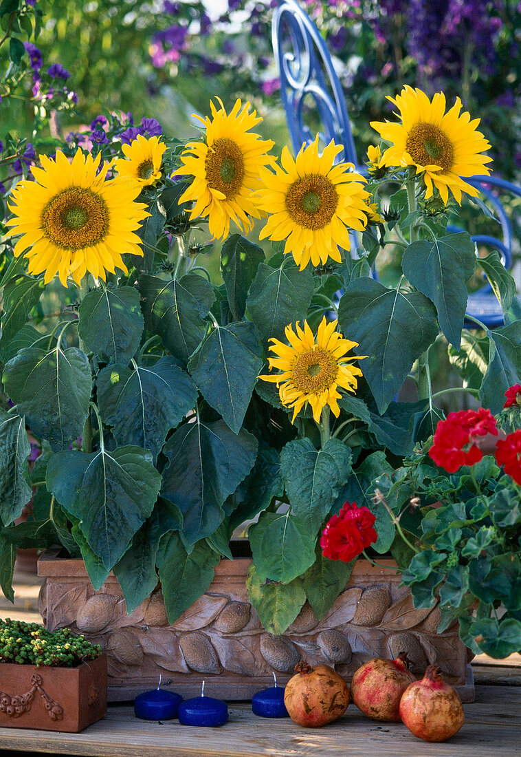 Sonnenhut (Helianthus annuus)