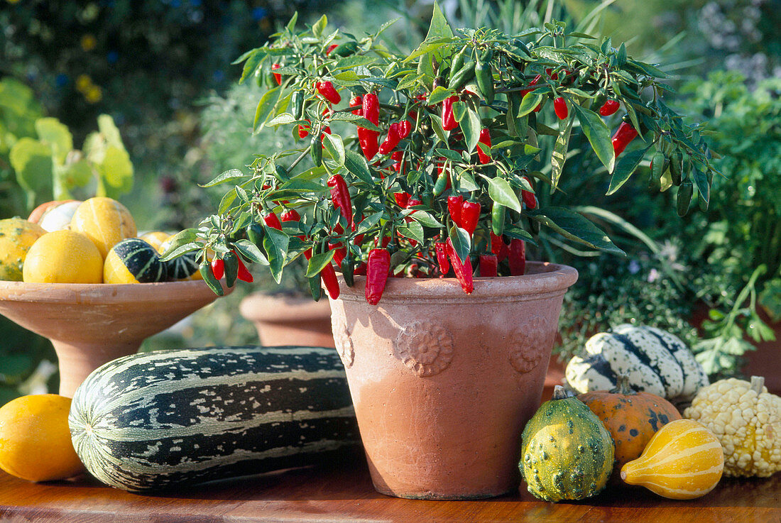 Hot peppers, chilli (Capsicum frutescens)