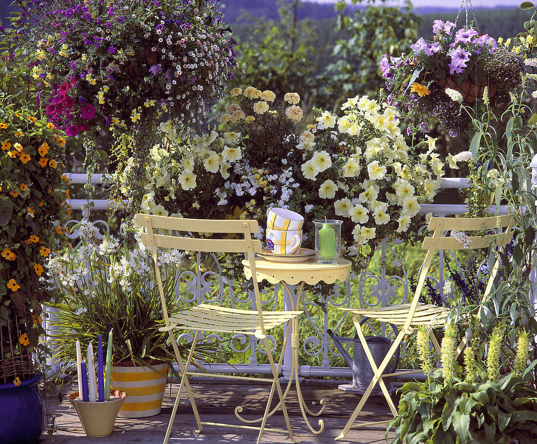 Thunbergia, Blumenampel, Eisenkraut, Petunie