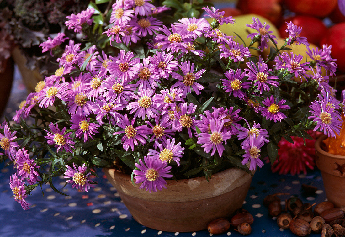 Aster dumosus, cushion aster