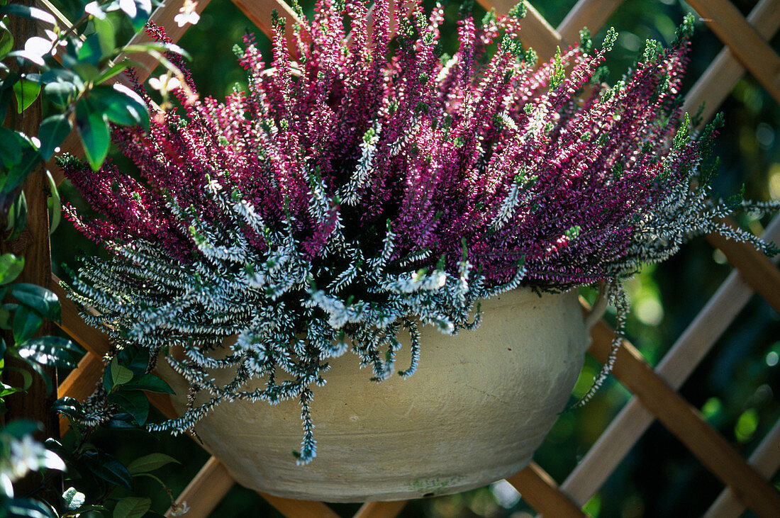 Calluna vulgaris (Knospenblühende Besenheide)