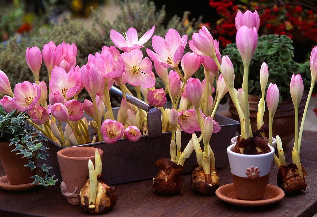 Colchicum hybrid 'Giant', (Herbstzeitlose)