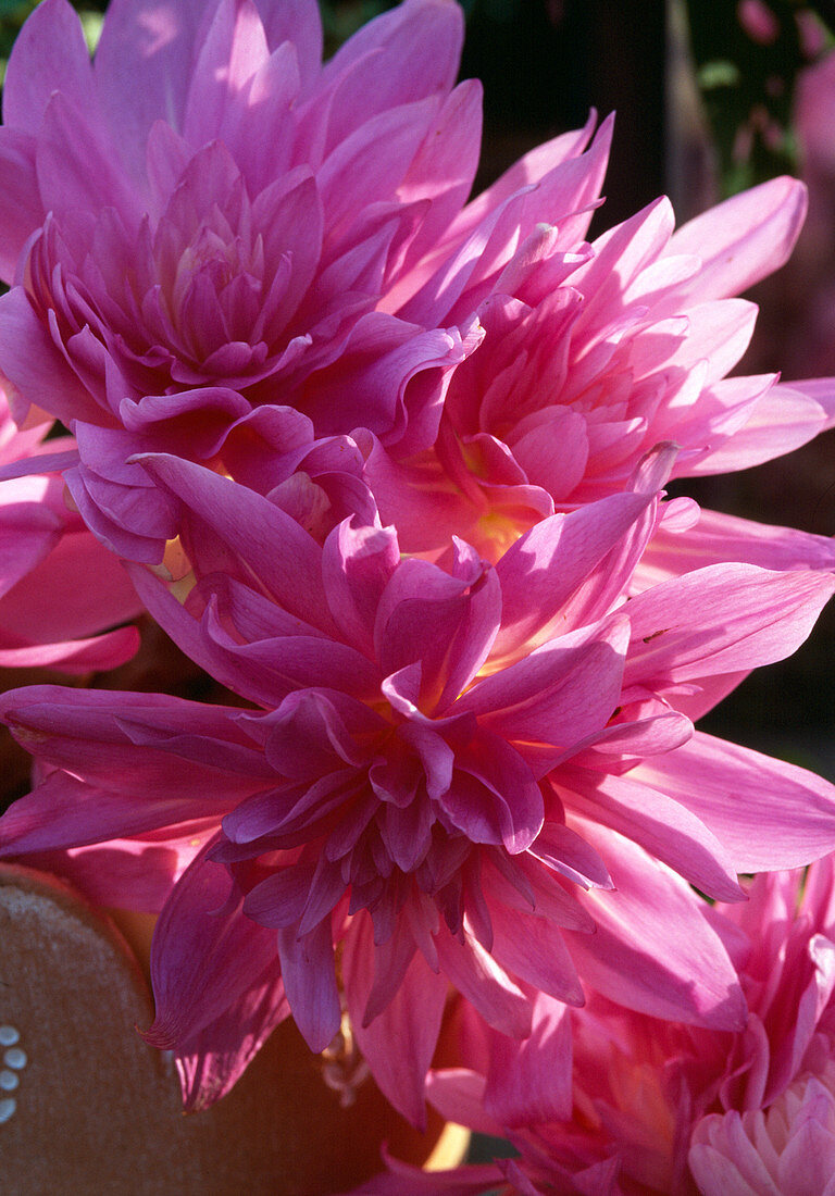 Colchicum 'Waterlily', autumnal timeless