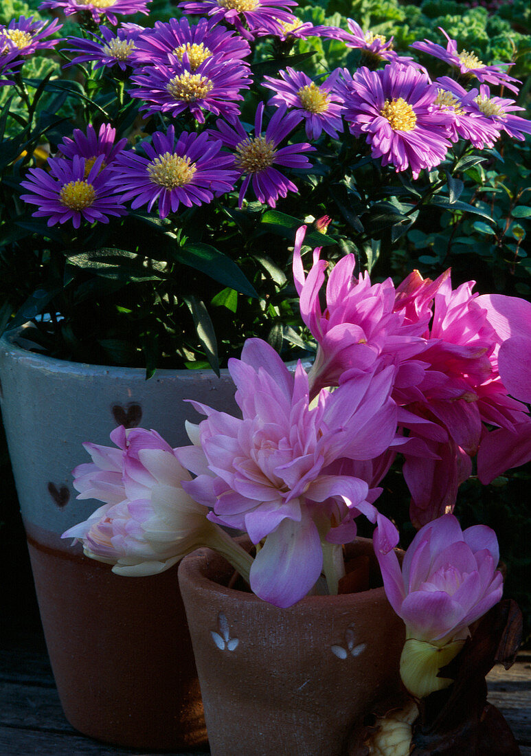 Colchicum 'Waterlily', Aster dumosus