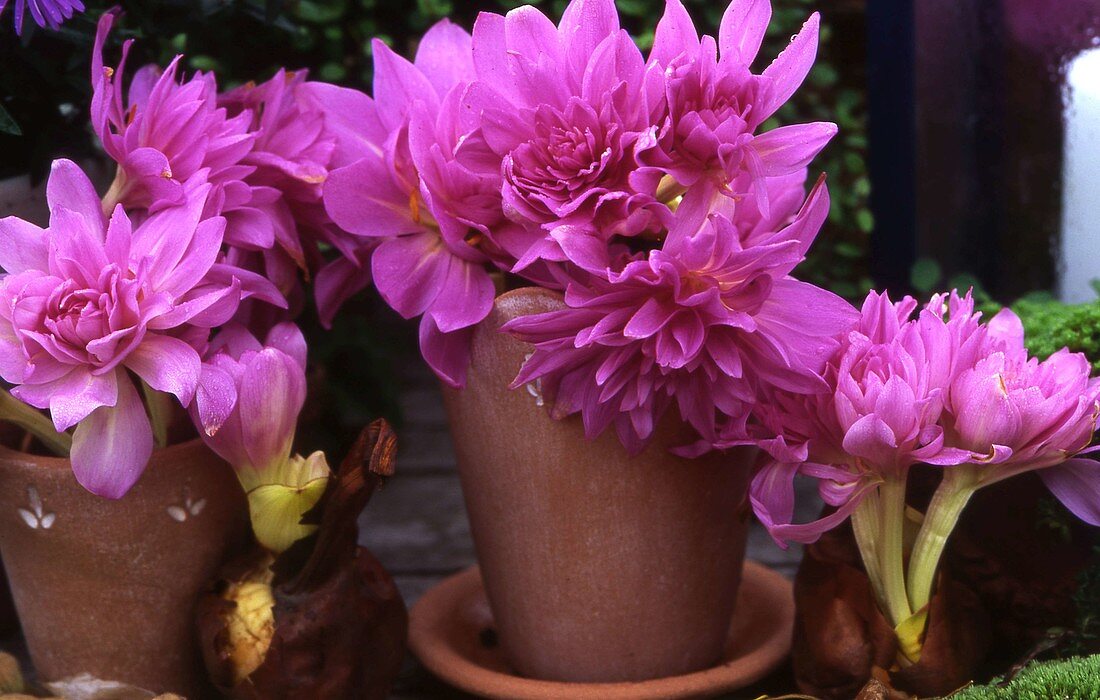 Colchicum 'Waterlily', autumnal timeless