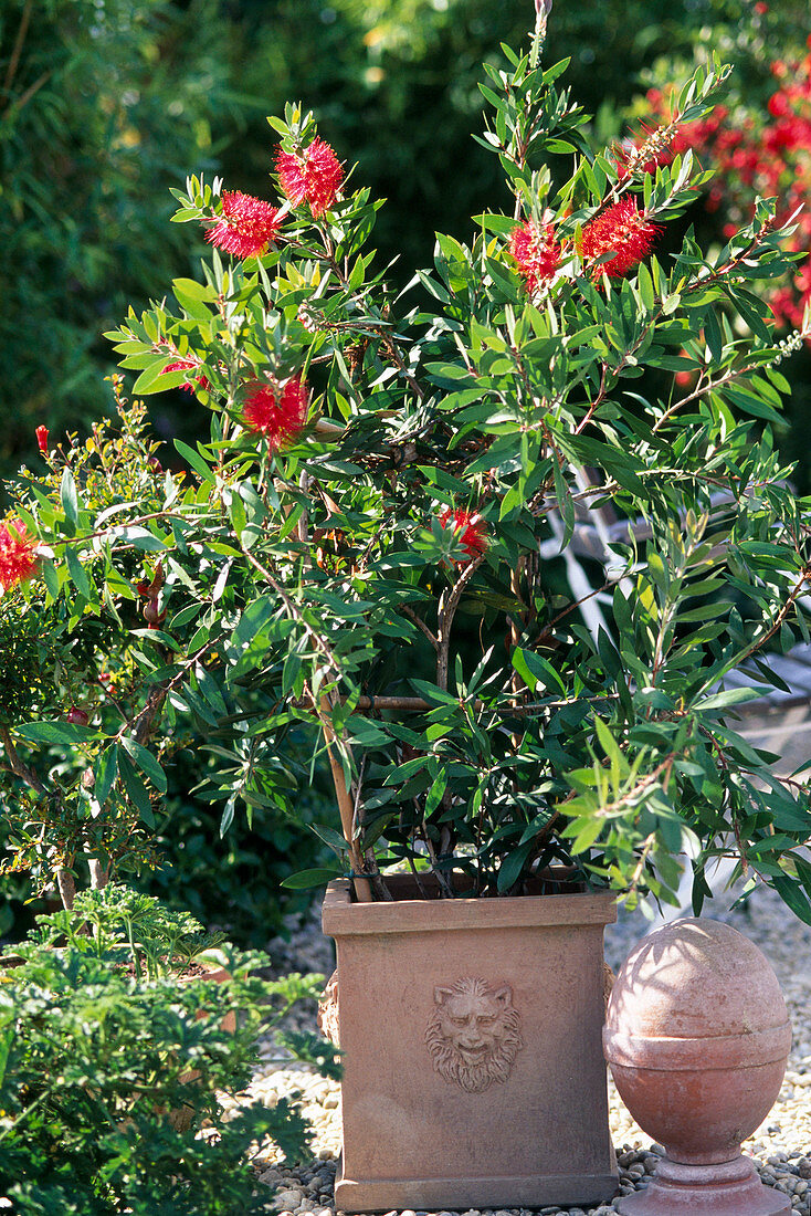 Callistemon Citrinus