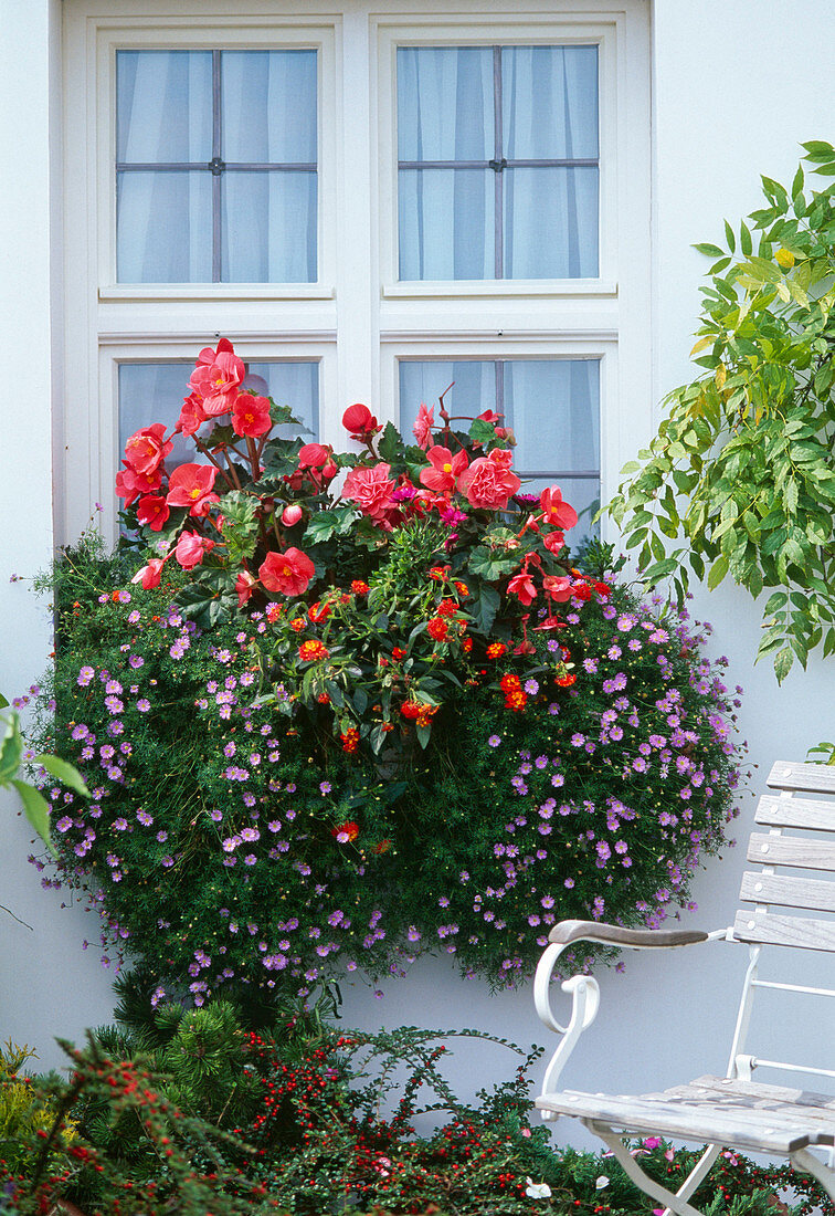 Begonia (Knollenbegonie), Brachyscome