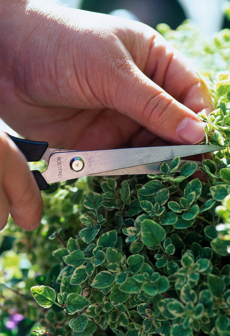 Harvest marjoram