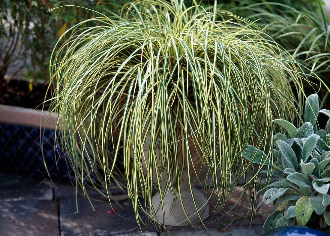 Carex hachijoensis (ornamental grass)