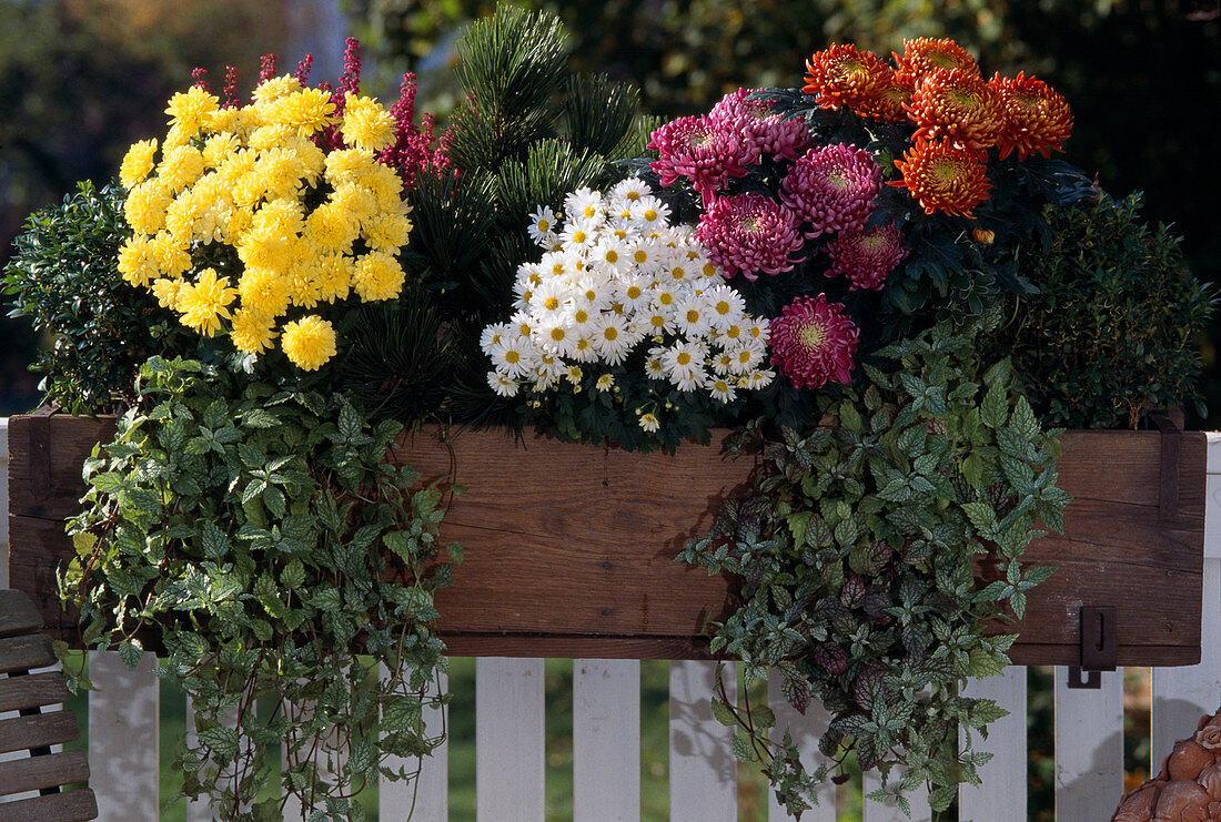 Chrysanthemum indicum und Grandiflorum