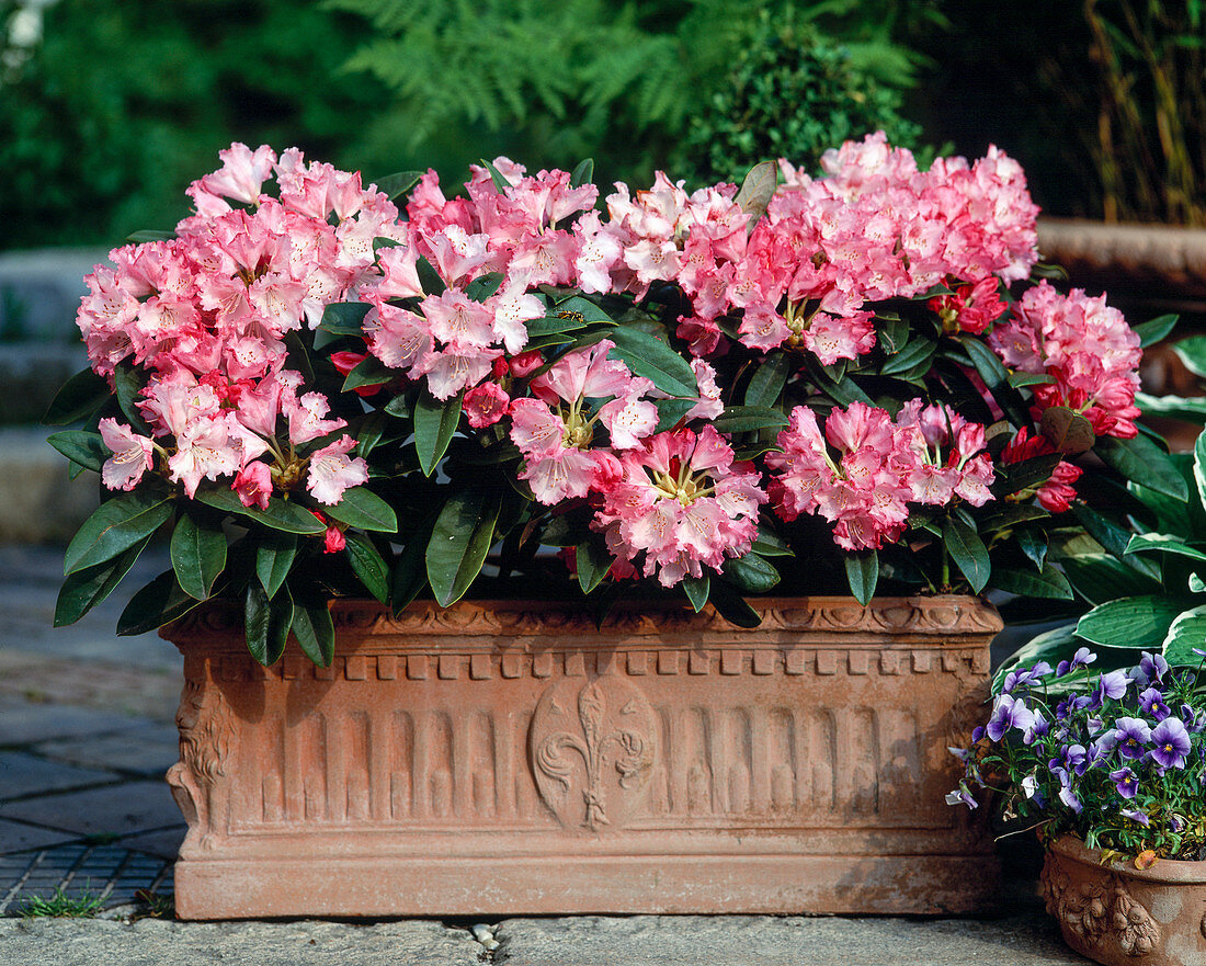 Kasten mit Rhododendron yakushimanum