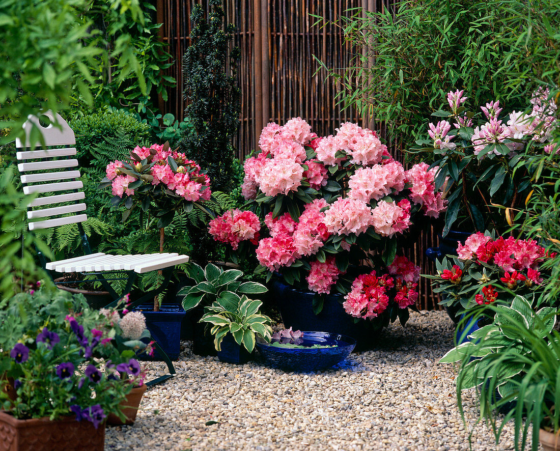 Rhododendron yakushimanum 'Heinje'S Select'