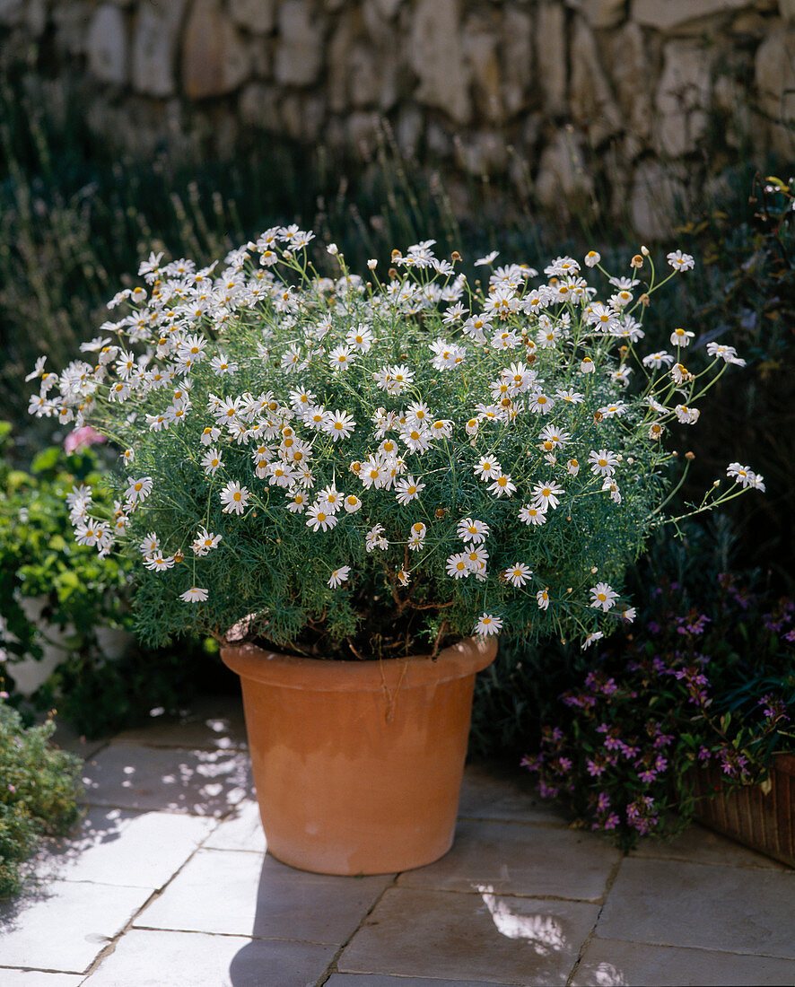 Argyranthemum frutescens (Chrysanthemum)