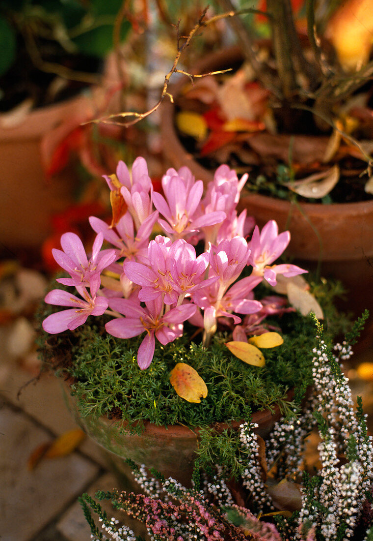 Colchicum autumnale, meadow saffron