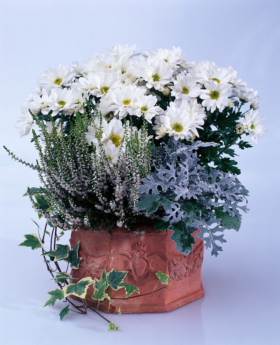 Chrysanthemum indicum, Calluna vulgaris, broom heather, Senecio bicolor