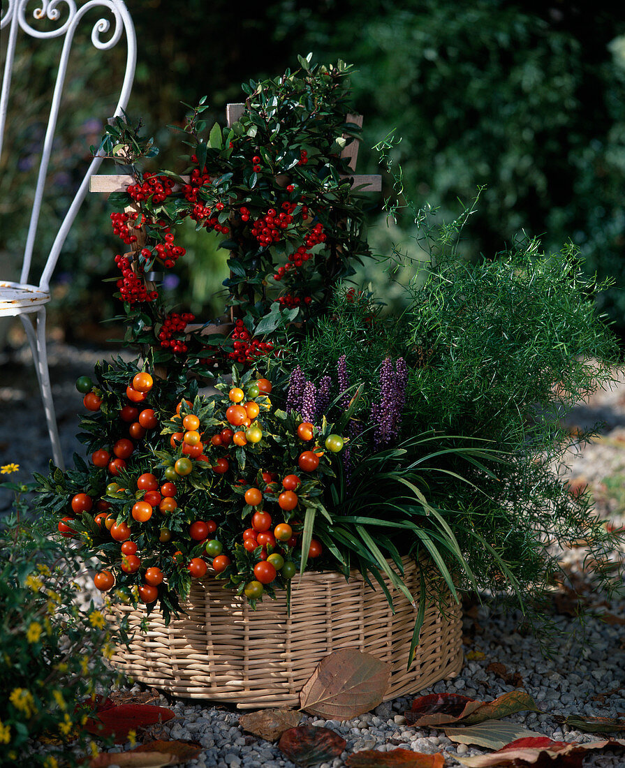 Asparagus-Hybr., Liriope Muscari, Solanum