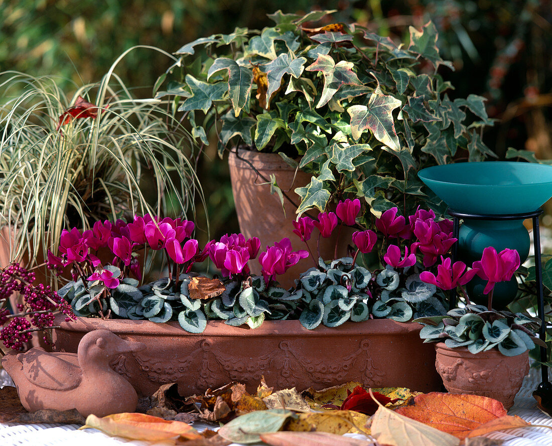 Cyclamen Hybr. (Mini Alpine Violet)