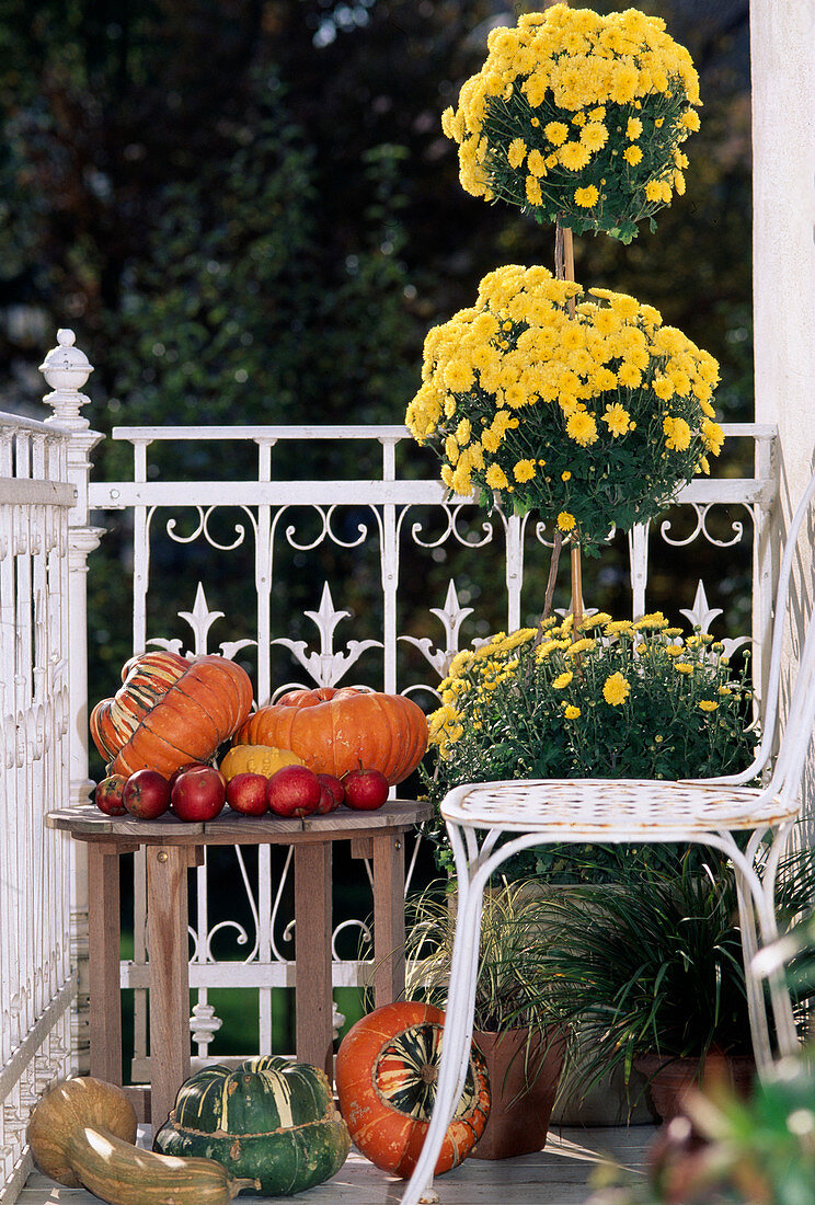 Dendranthema indicum (Autumn Chrysanthemum as Etagere), Helichrysum Angustifolia