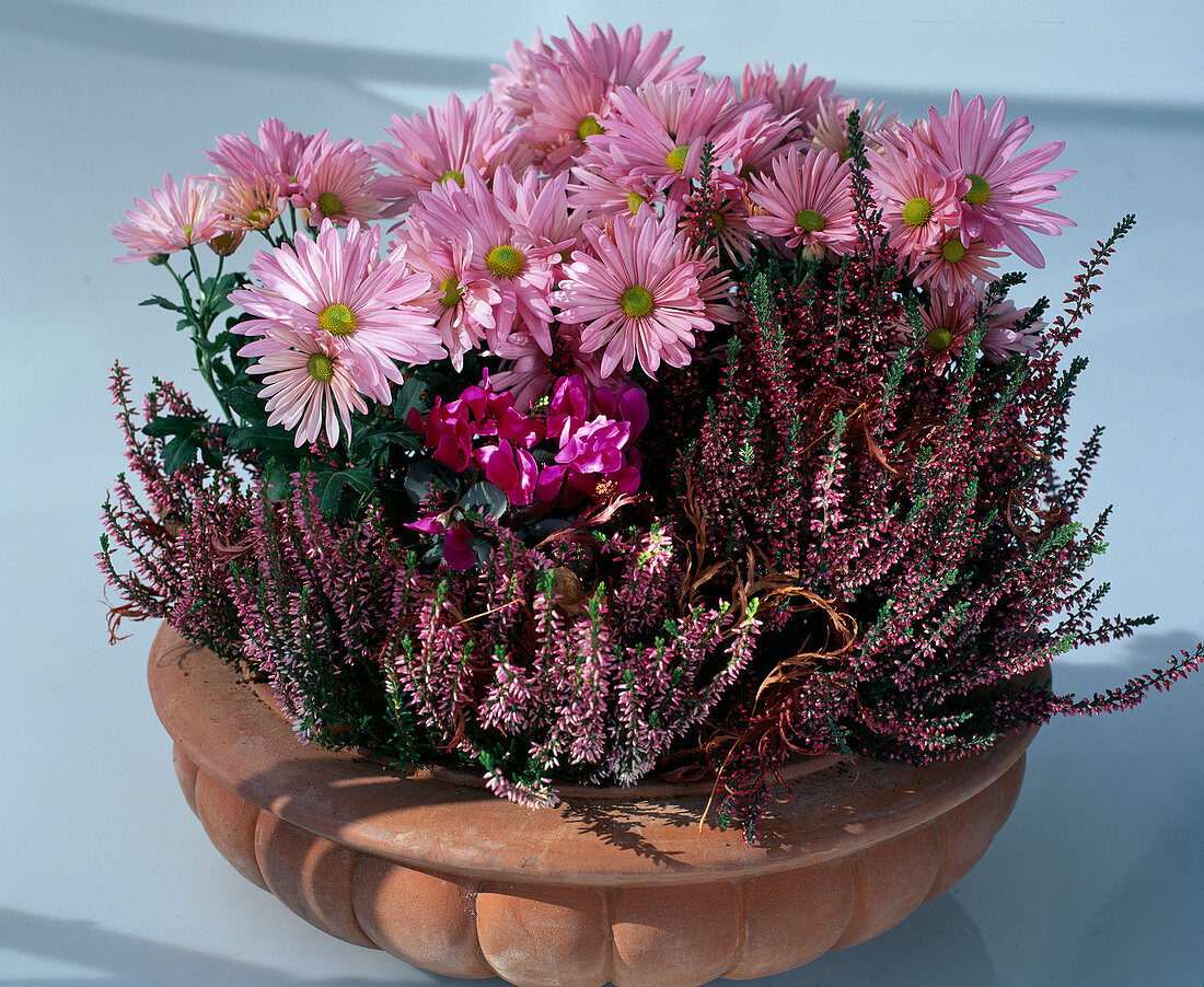 Dendranthema indicum (autumn chrysanthemums), Calluna vulgaris (broom heather), Cyclamen