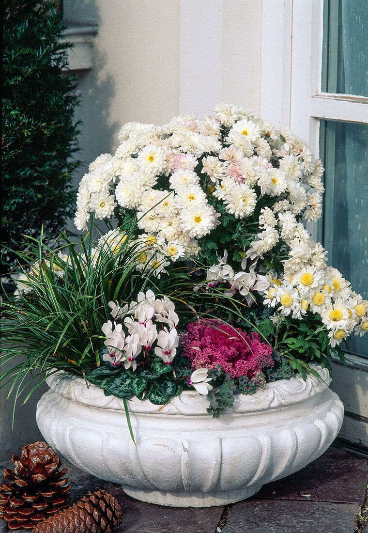 Bowl with Dendranthema indicum, Cyclamen, Carex, Brassica