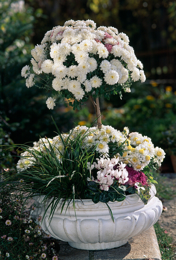 Dendranthema indicum (autumn chrysanthemum), Cyclamen Note