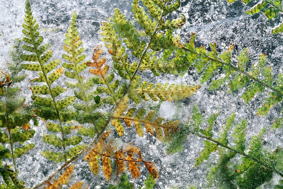Fern leaf frozen in ice