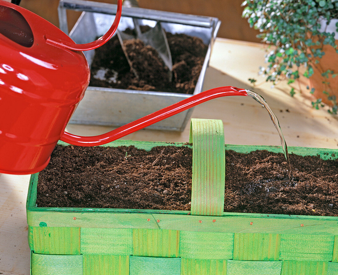 Watering planted ranunculus tubers