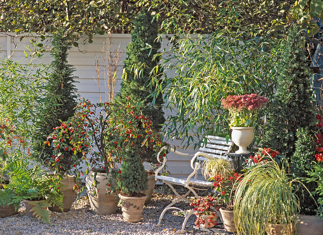 Woody plants on the terrace with Taxus, Picea