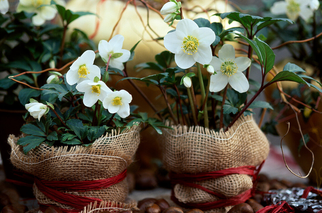 Helleborus niger