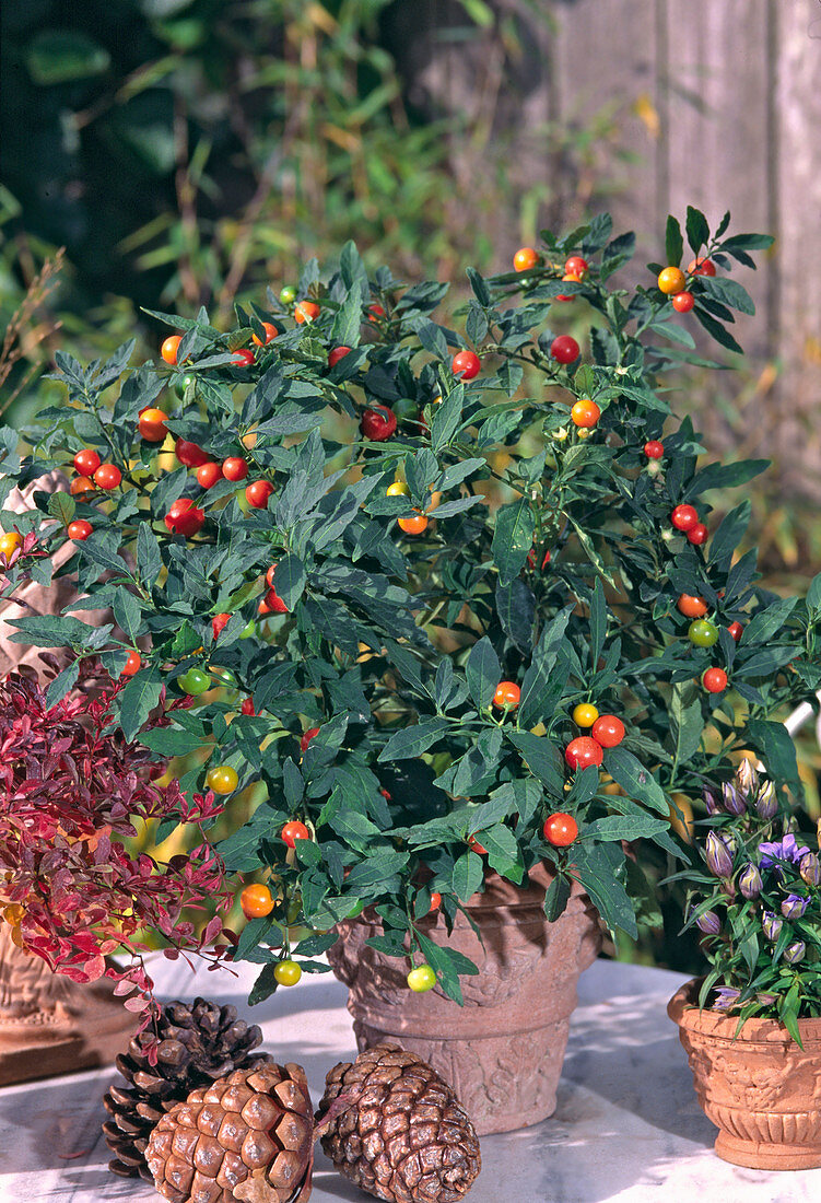 Solanum pseudocapsicum