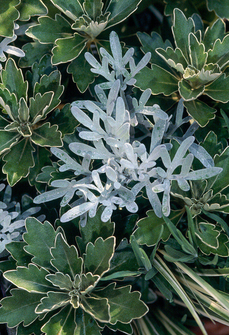 Artemisia stelleriana 'Boughton Silver' (Silver rue)