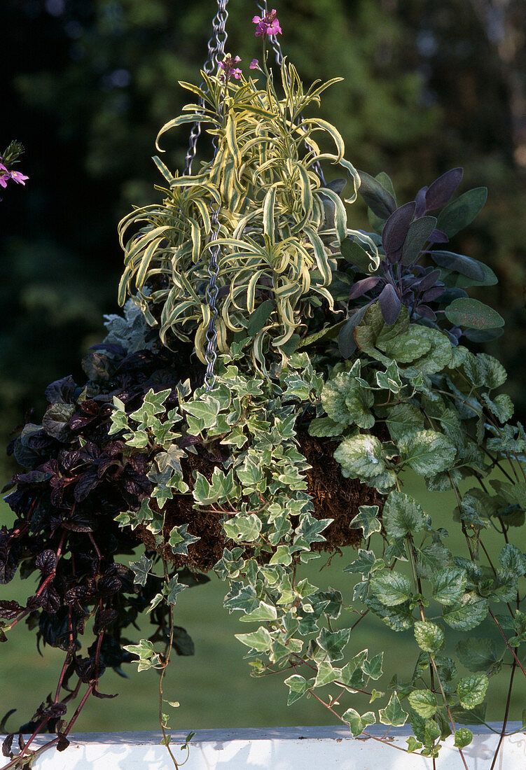 Cheiranthus (White variegated), Ajuga reptans 'Mahogany', Lamiastrum galeobdolon