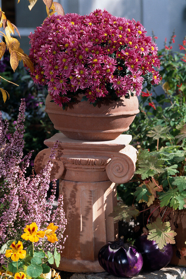 Dendranthema indicum, Herbstchrysanthemen