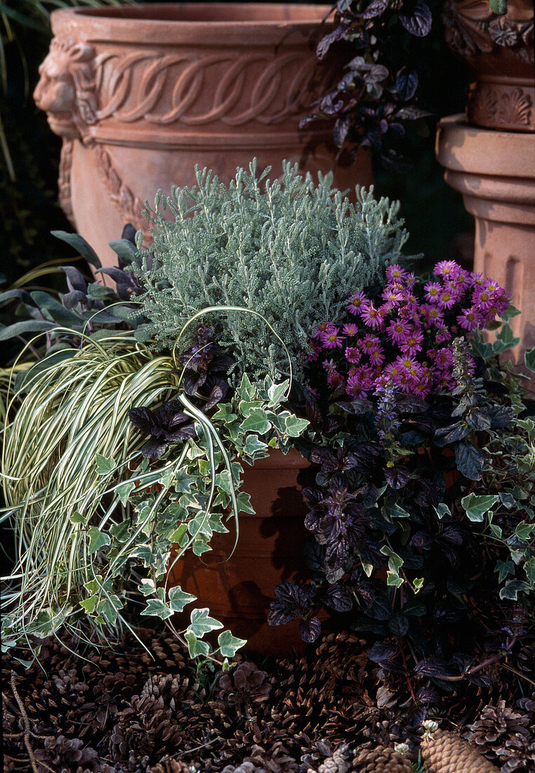 Santolina, Carex hachijoensis, Hedera helix, Salvia 'Purpurascens'