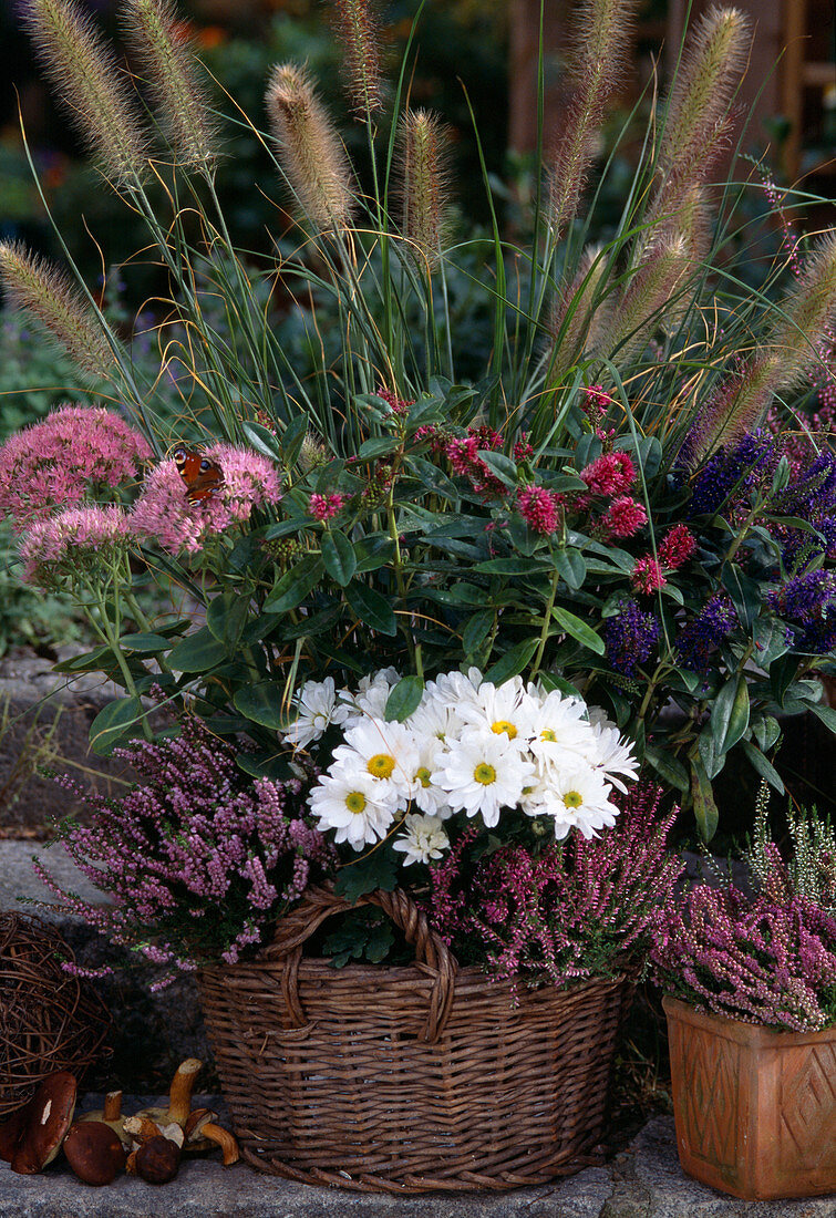 Herbstlich bepflanzter Korb : Chrysanthemum (Herbstchrysantheme)