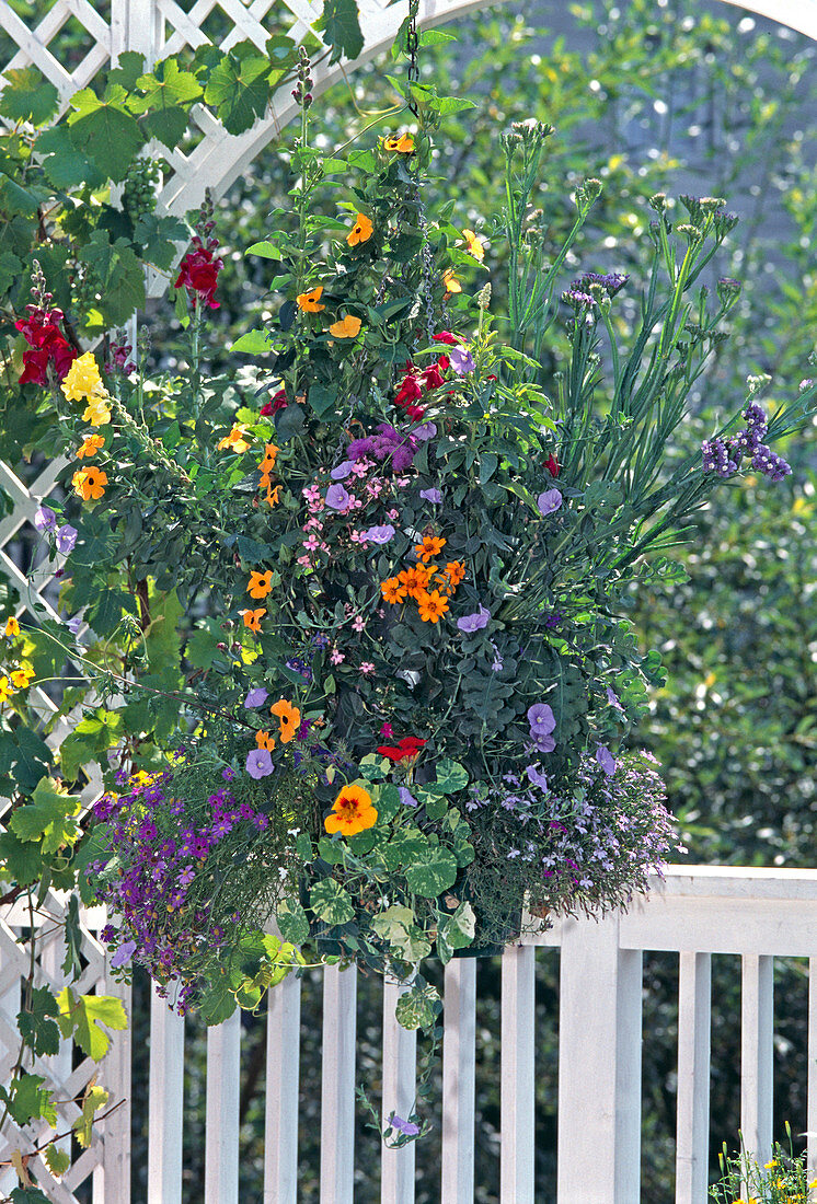 Flower hanging basket with Antirrhinum, Convolvulus