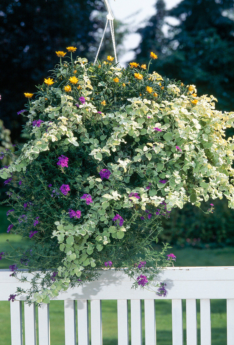 Helichrysum Bracteatum 'Golden Beauty'